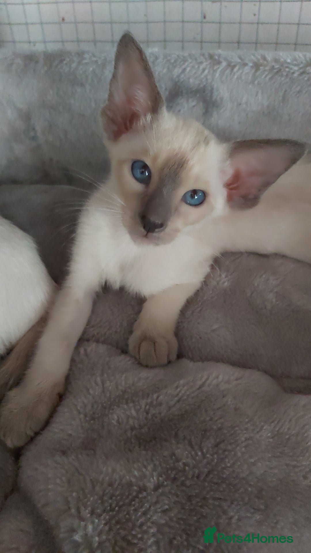 Oriental cats for sale: Full Pedigree Oriental 6 Kittens XL size ears GCCF - Image 18