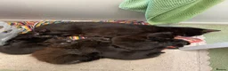 Mixed Breed cats for sale: Black kittens - Advert 1