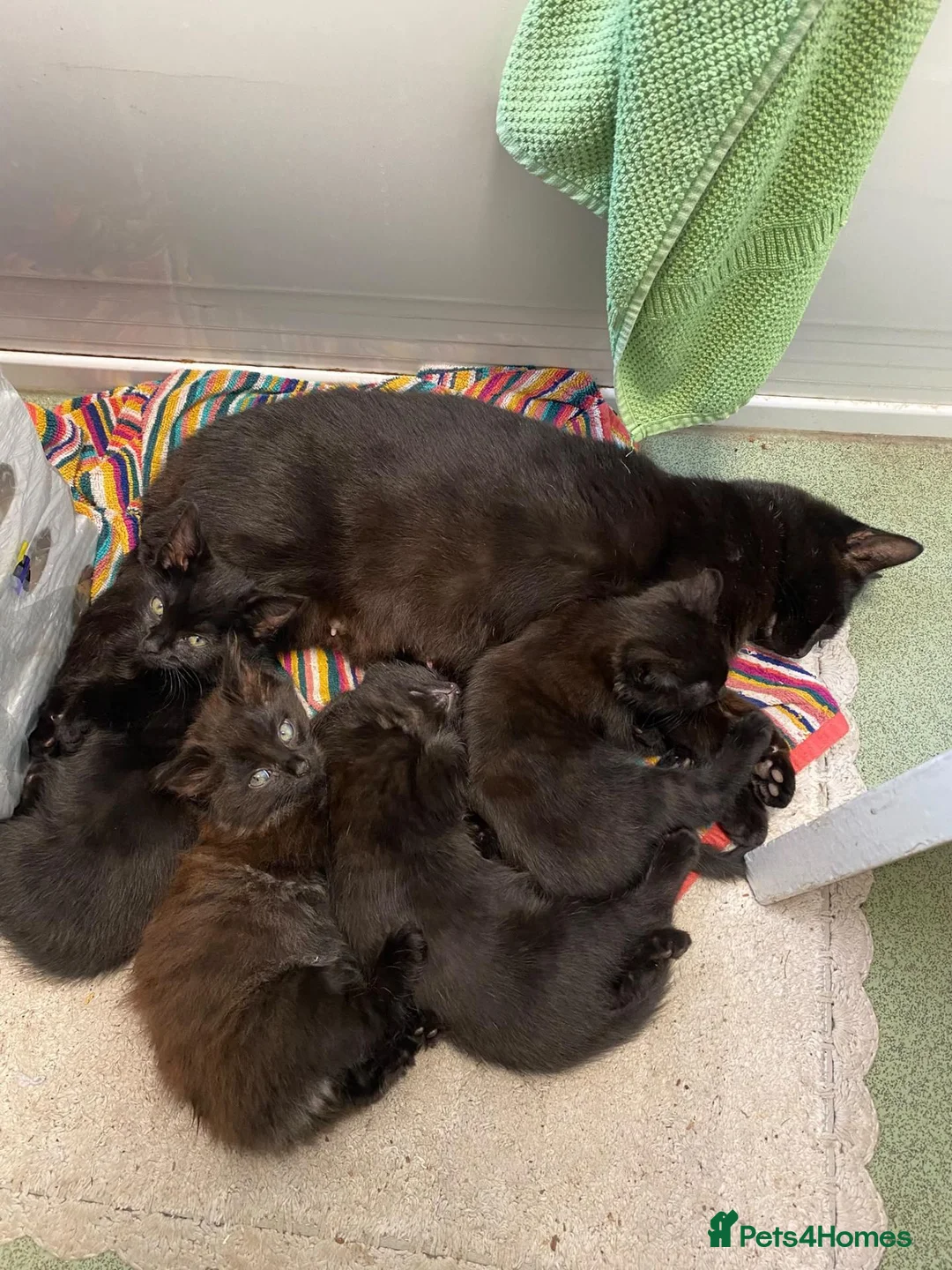 Mixed Breed cats for sale: Black kittens - Advert 1