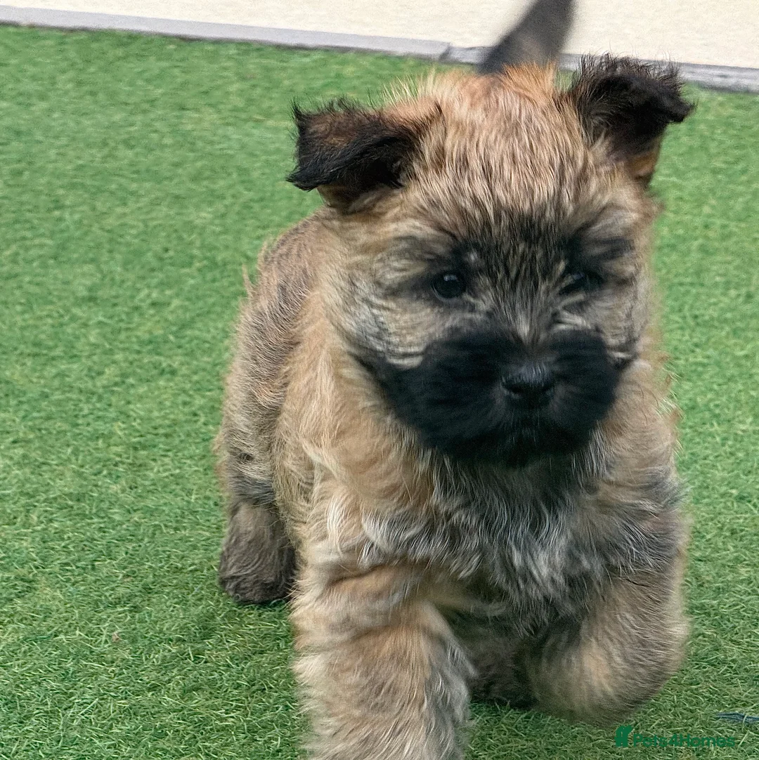 Cairn Terrier dogs for sale: KC reg Female pup off health tested parents  - Advert 2