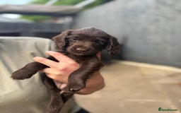 Cocker Spaniel dogs for sale: Working cocker spaniel puppies  - Image 2