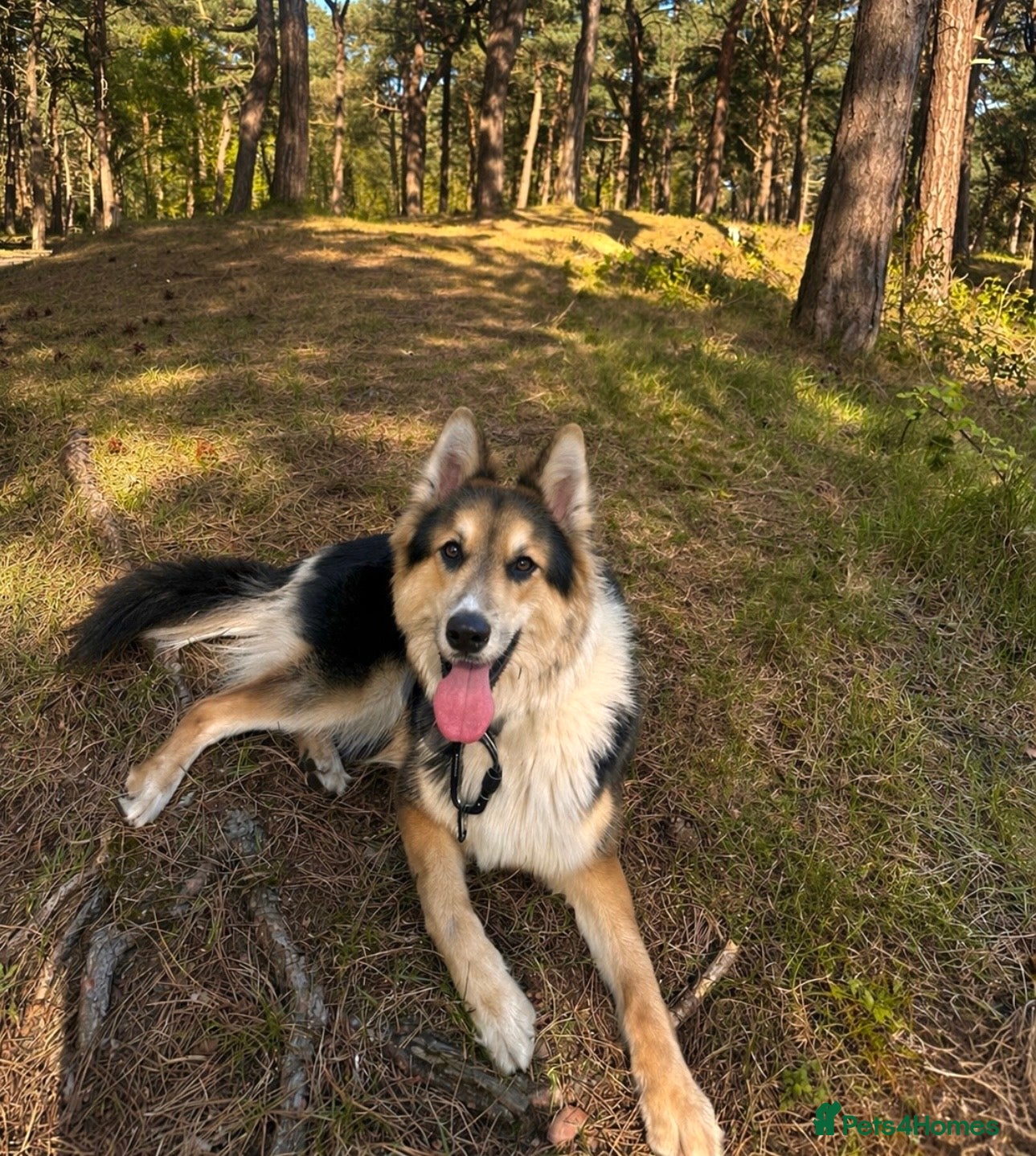 Shepsky dogs German Shepard X husky - Advert 2