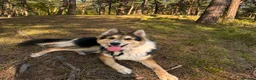 Shepsky dogs for sale: German Shepard X husky in Liverpool - Advert 1