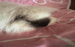 Guinea Pig rodents for sale: Swiss white Californian boar 16 mths  - Image 1