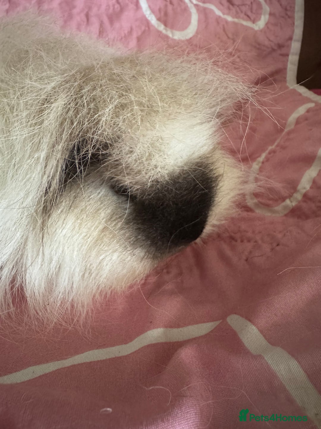 Guinea Pig rodents for sale: Swiss white Californian boar 16 mths  - Image 1