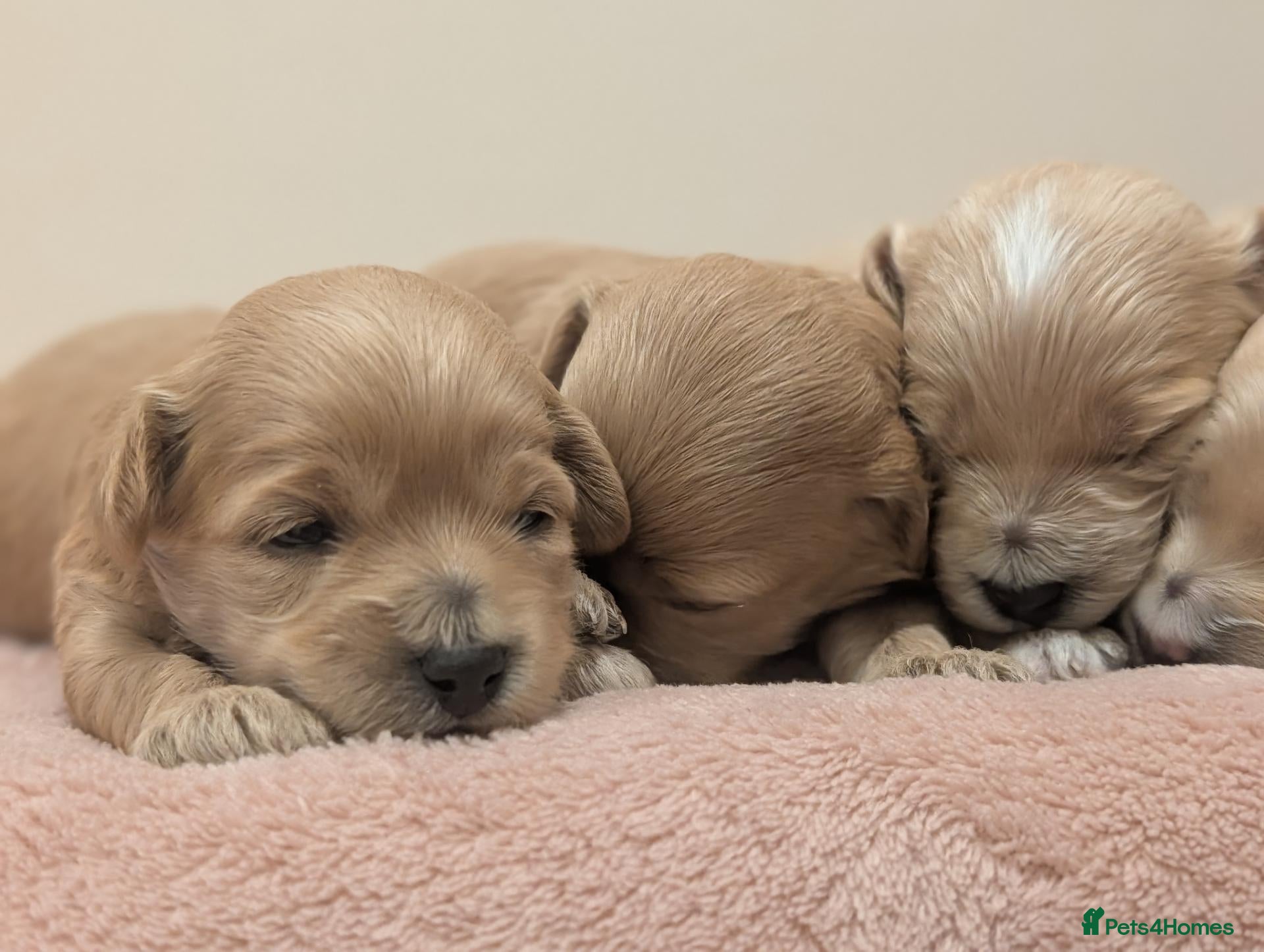 Maltipoo dogs F1 Apricot & Cream Maltipoo Puppies - Advert 14