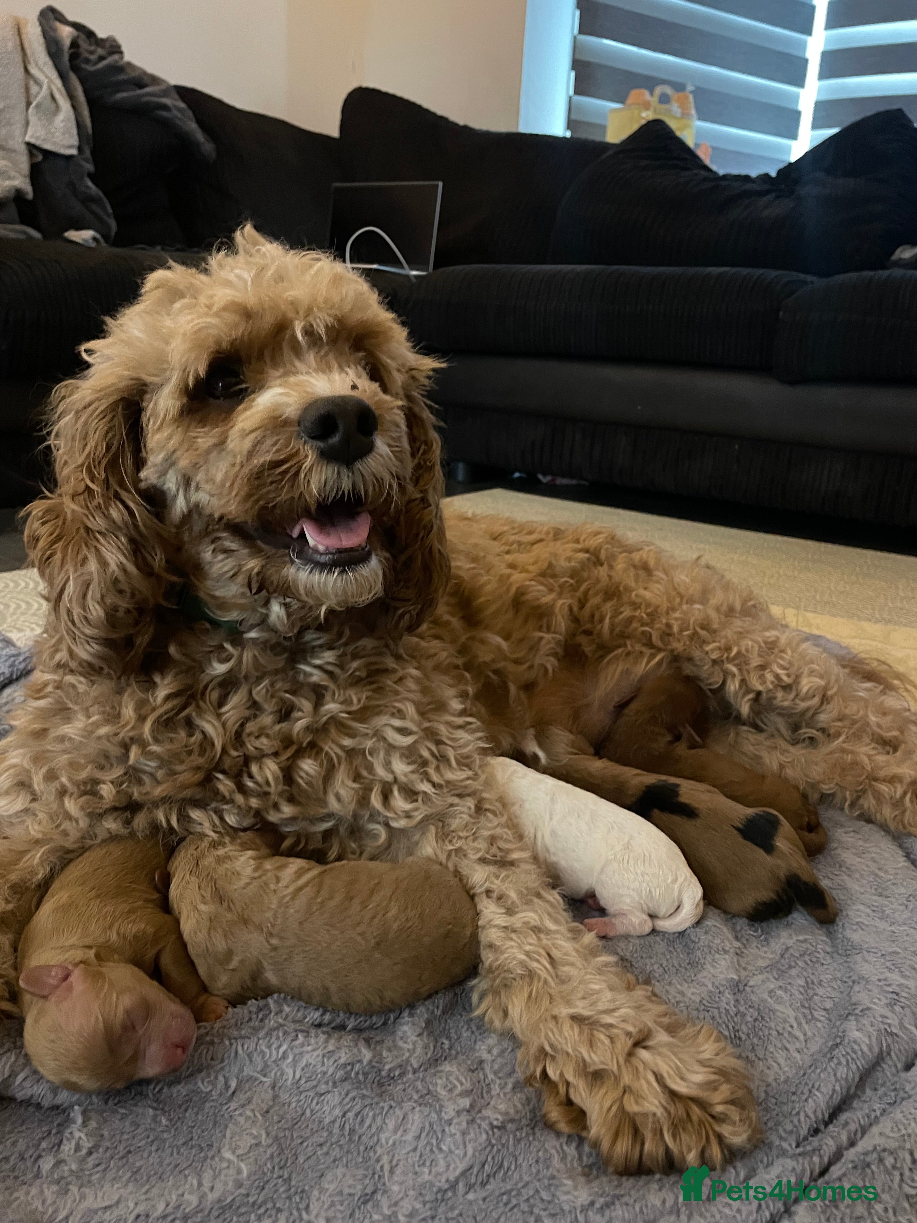 Cavapoo dogs 4 gorgeous cavapoo puppies - Advert 2