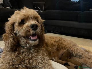 Cavapoo dogs 4 gorgeous cavapoo puppies - Advert 13