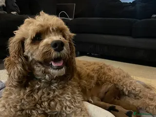 Cavapoo dogs 4 gorgeous cavapoo puppies - Advert 18