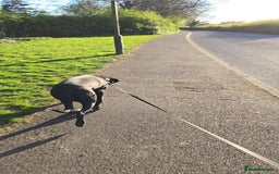 Cane Corso dogs for sale: Female Cane Corso, 16 months old - Image 4