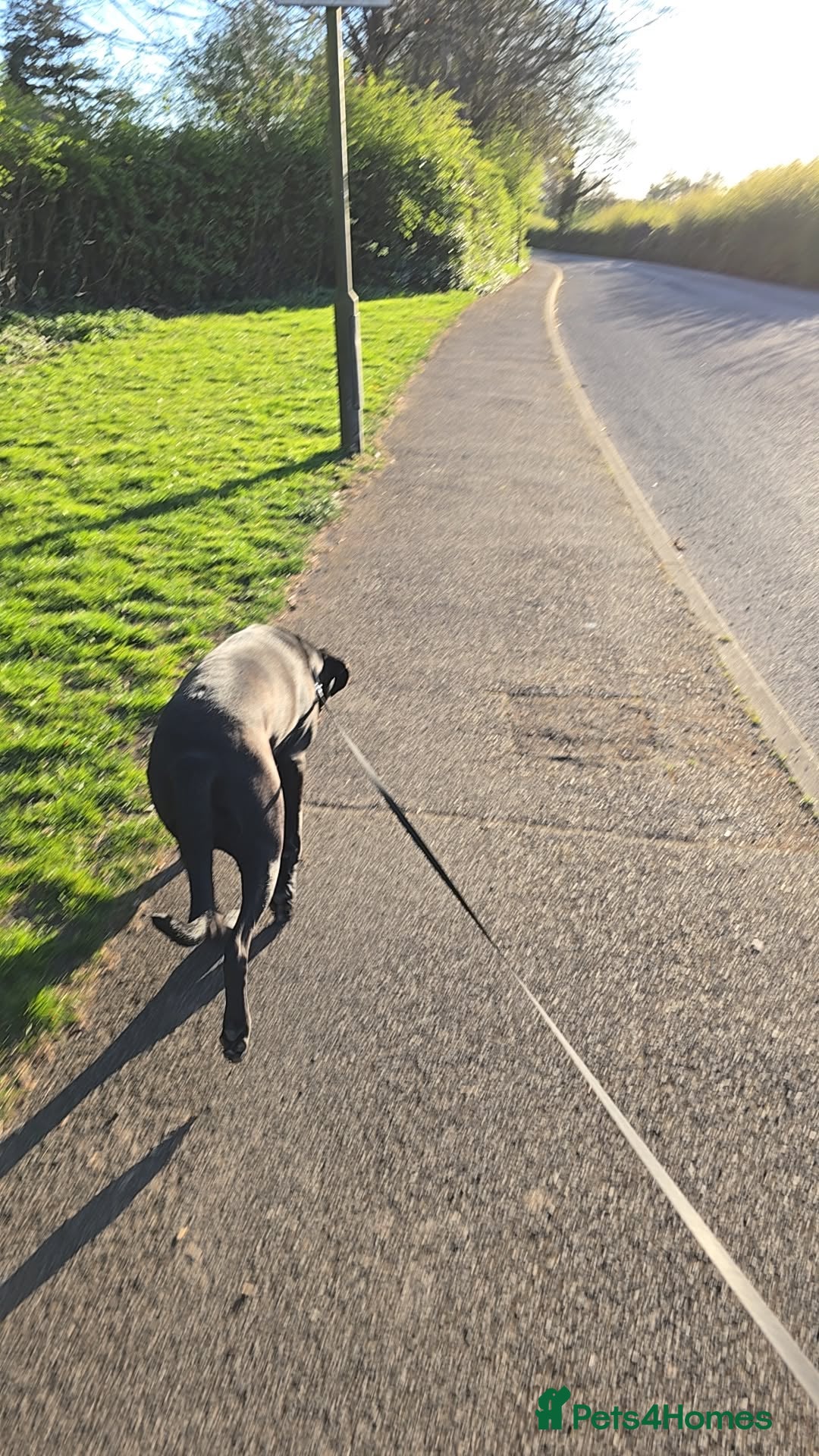 Cane Corso dogs for sale: Female Cane Corso, 16 months old - Image 4