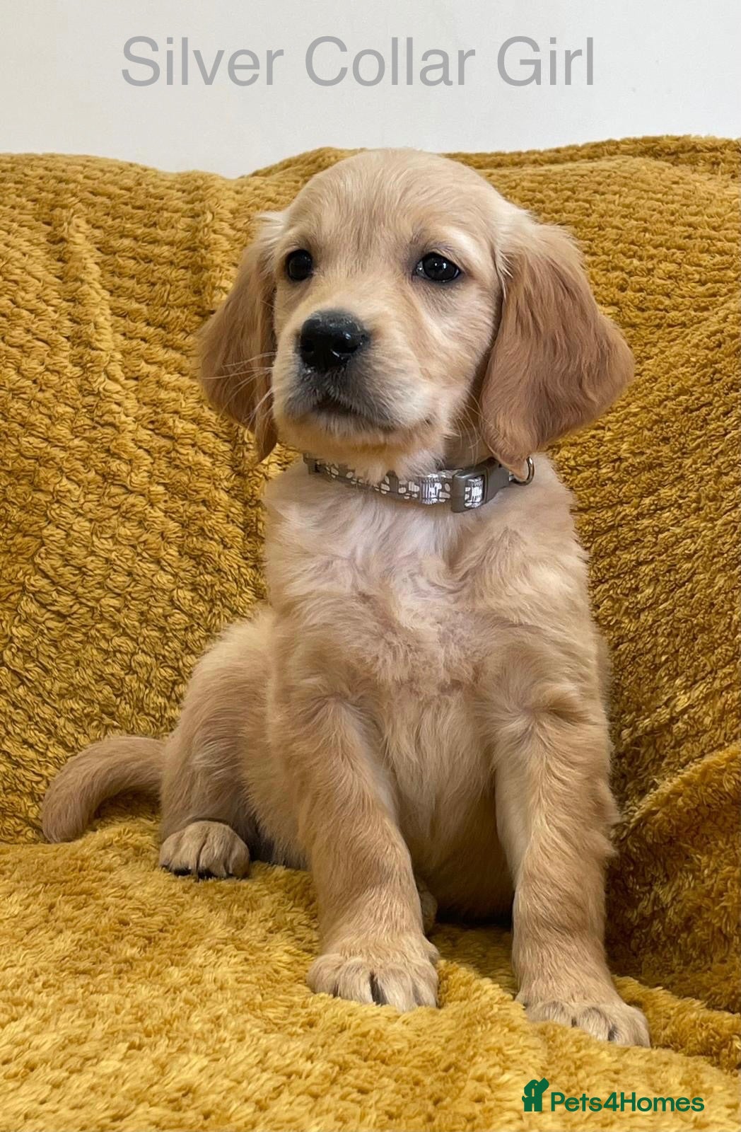 Golden Retriever dogs Quality litter of KC reg Golden Retriever puppies - Advert 2