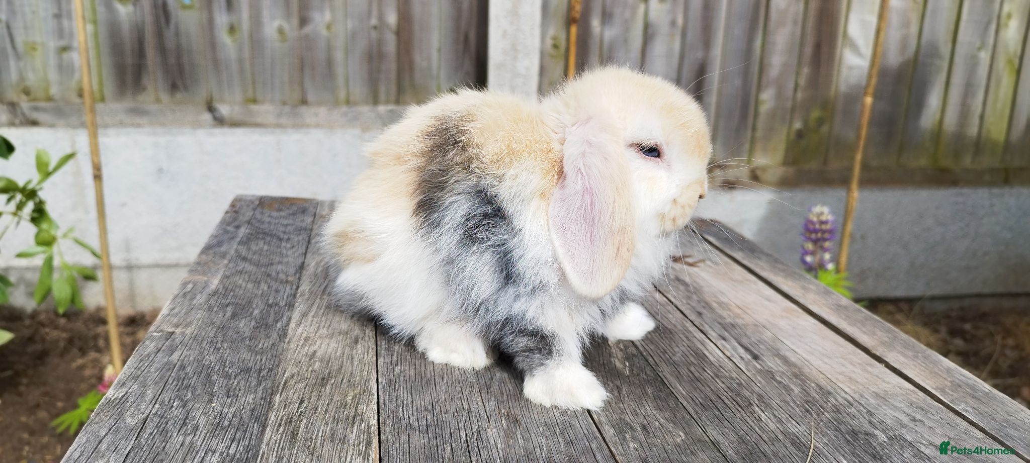 Mini Lop rabbits Mini Lop bunnies Pure Breed  - Advert 17