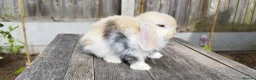 Mini Lop rabbits for sale: Mini Lop bunnies Pure Breed  - Advert 17