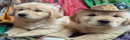 Golden Retriever dogs for sale: Golden Retreiver puppy’s in Chichester - Advert 3