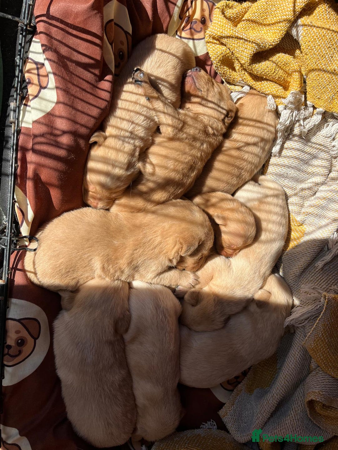 Labrador Retriever dogs for sale: Adorable labradour puppies  - Image 3