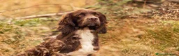 Sprocker dogs for sale: Beautiful Sprocker Puppies - Advert 16
