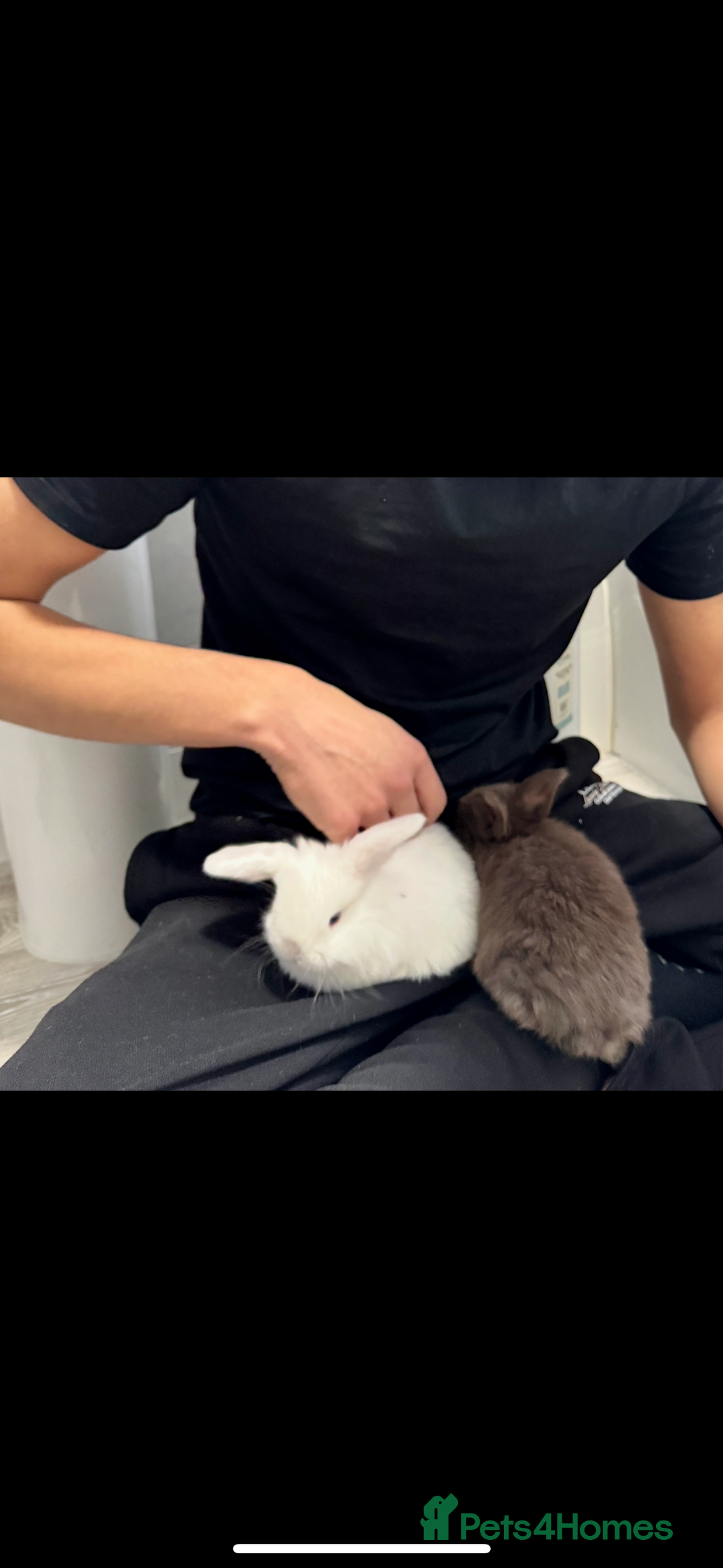Mini Lop rabbits for sale: Mixed Mini Lops - Advert 4