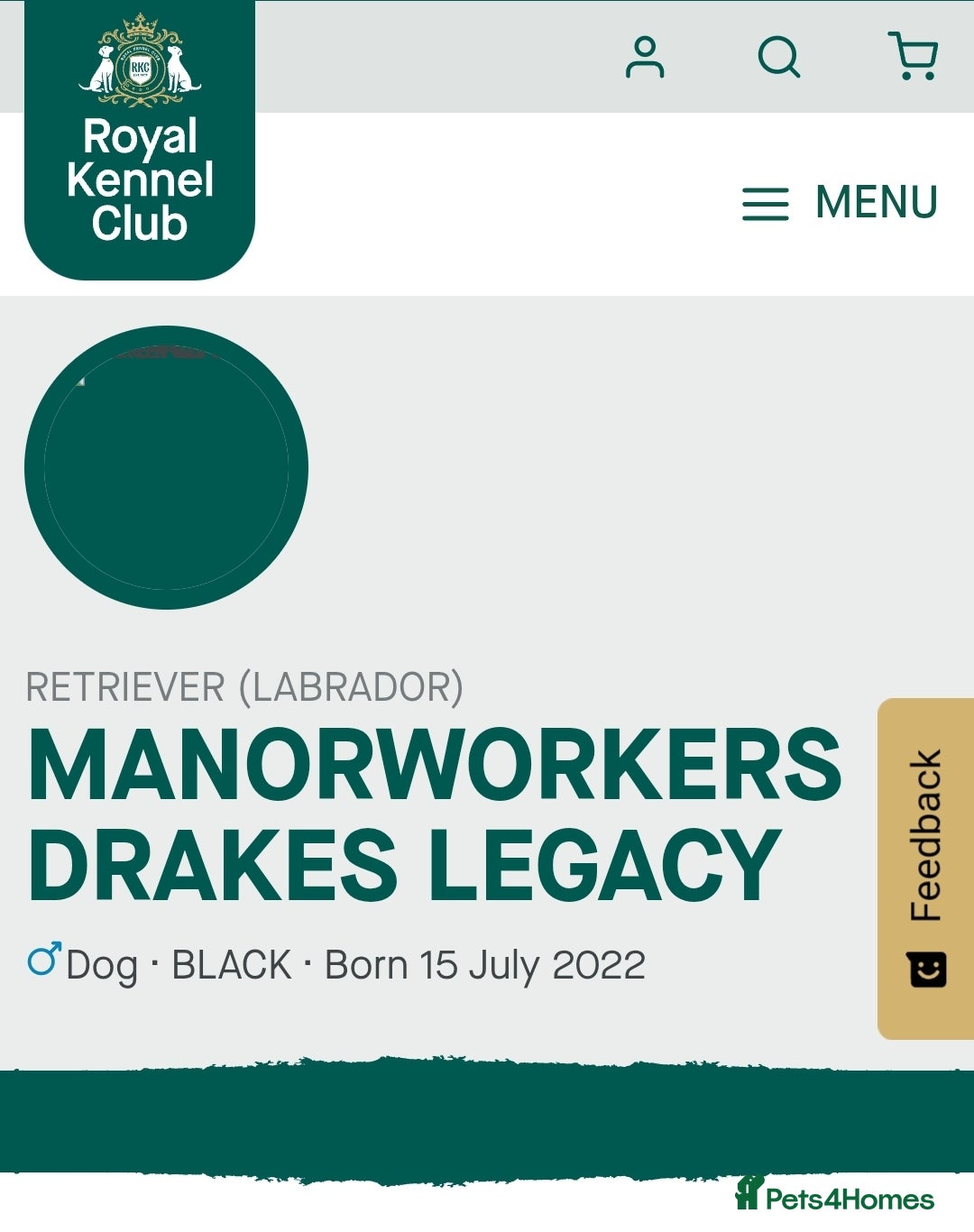 Labrador Retriever dogs for stud: Working labradror gundog for stud - Advert 2