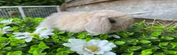 Mini Lop rabbits for sale: Gorgeous Mini lops  - Advert 23