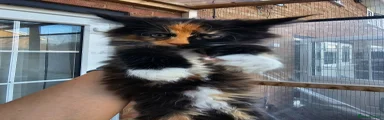 Maine Coon 3