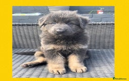 German Shepherd dogs for sale: German Shepherd puppies 💜🩵❤️ - Image 9