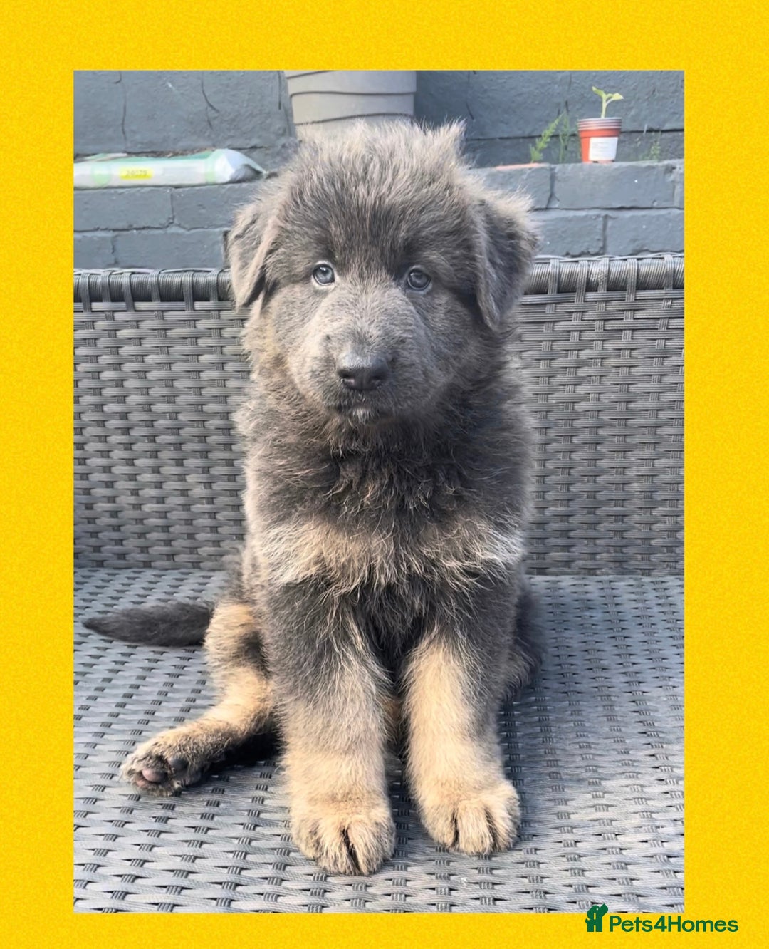 German Shepherd dogs for sale: German Shepherd puppies 💜🩵❤️ - Image 9