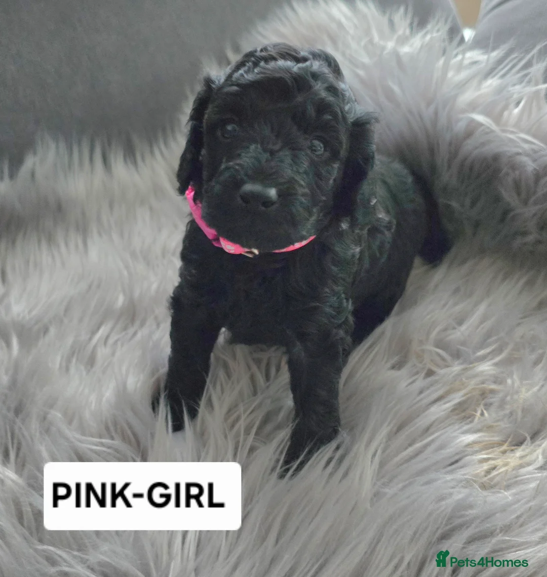 Toy Poodle dogs for sale: BEAUTIFULL BLACK TOY POODLES  - Advert 20