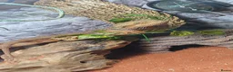 Bearded Dragon reptiles for sale: Bearded dragon & Viv - Advert 1