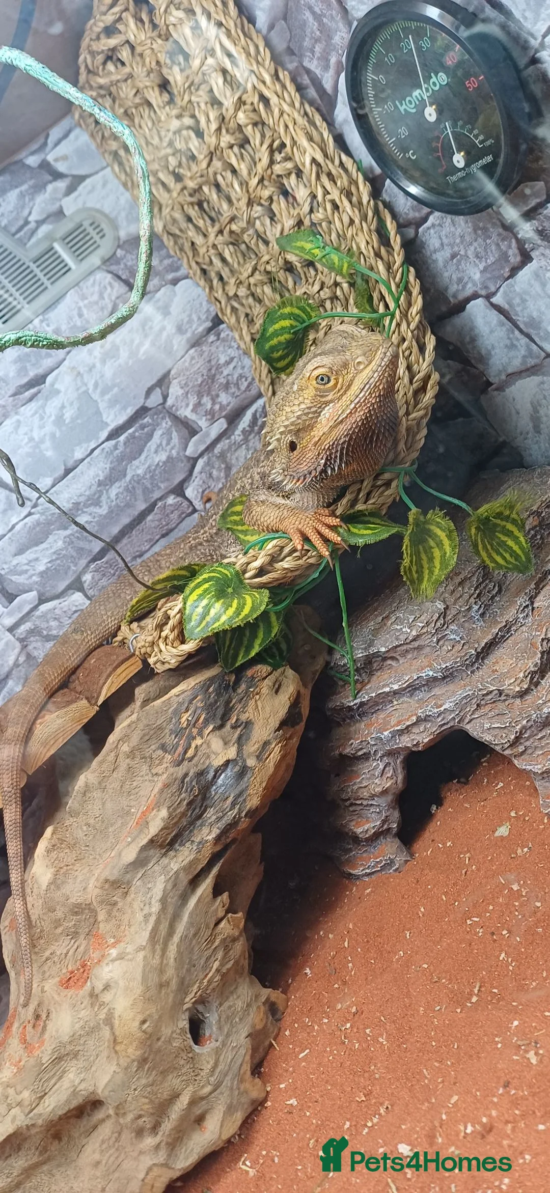 Bearded Dragon reptiles for sale: Bearded dragon & Viv - Advert 1