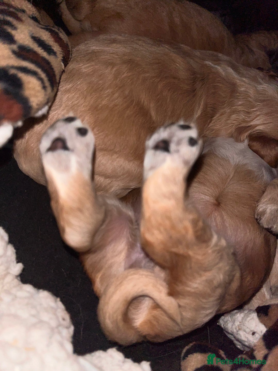 Cockapoo dogs for sale: Cocker spaniel/Cockapoo Pups - Advert 19