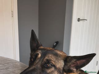 Belgian Shepherd Dog dogs Maximus - Advert 1