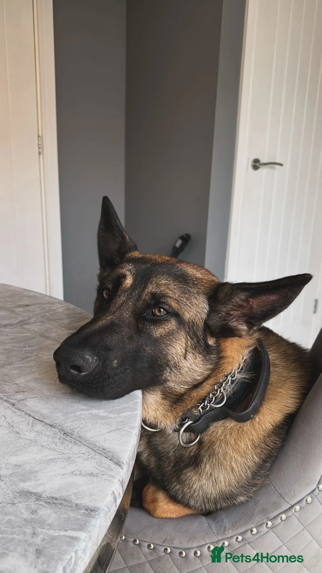 Belgian Shepherd Dog dogs for sale: Maximus - Advert 1