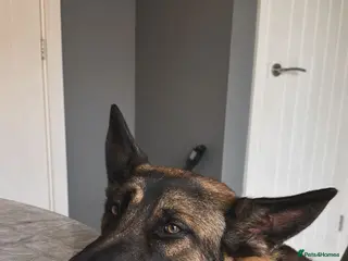 Belgian Shepherd Dog dogs Maximus - Advert 11