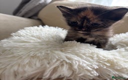 British Shorthair cats for sale: Same  - Image 4
