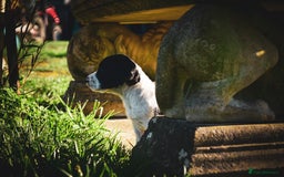 Sprocker dogs for sale: Beautiful Springer Spaniel KC Health Clear Parents - Image 12