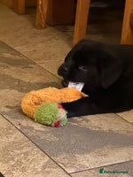 Mixed Breed dogs - Advert 8