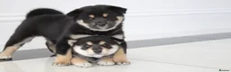 Japanese Shiba Inu dogs for sale: EXCEPTIONAL SHIBA INU PUPPIES OUTSTANDING QUALITY - Advert 8