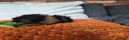 Guinea Pig rodents for sale: Baby guinea pigs - Advert 12