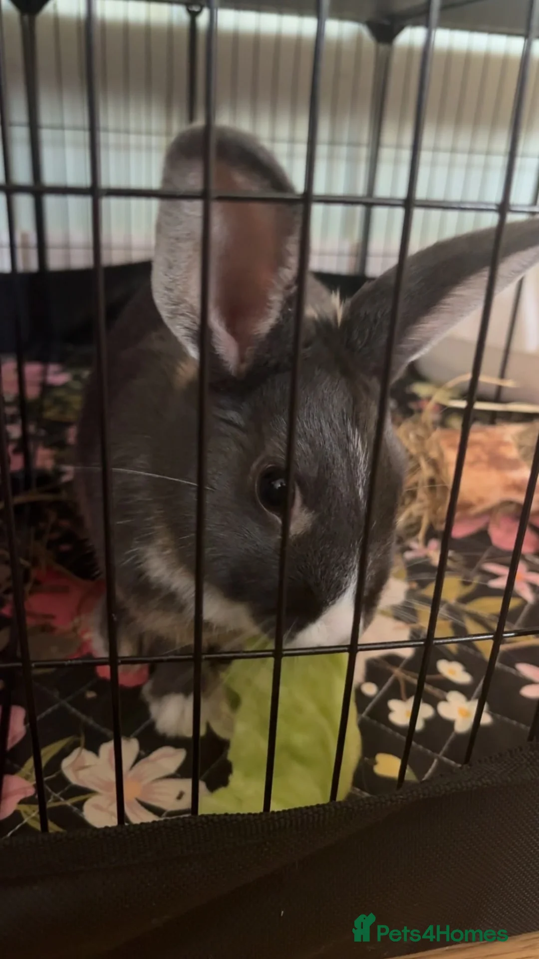 Mixed Breed rabbits for sale: 4 month rabbit and full set up and more  - Advert 2
