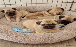 Pug dogs for sale: Perfect pug pups - Image 12