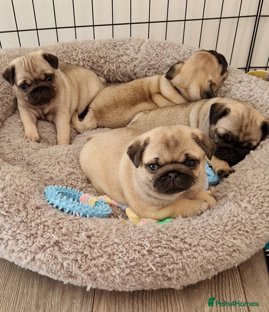 Pug dogs for sale: Perfect pug pups - Image 12