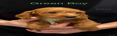 Green Boy