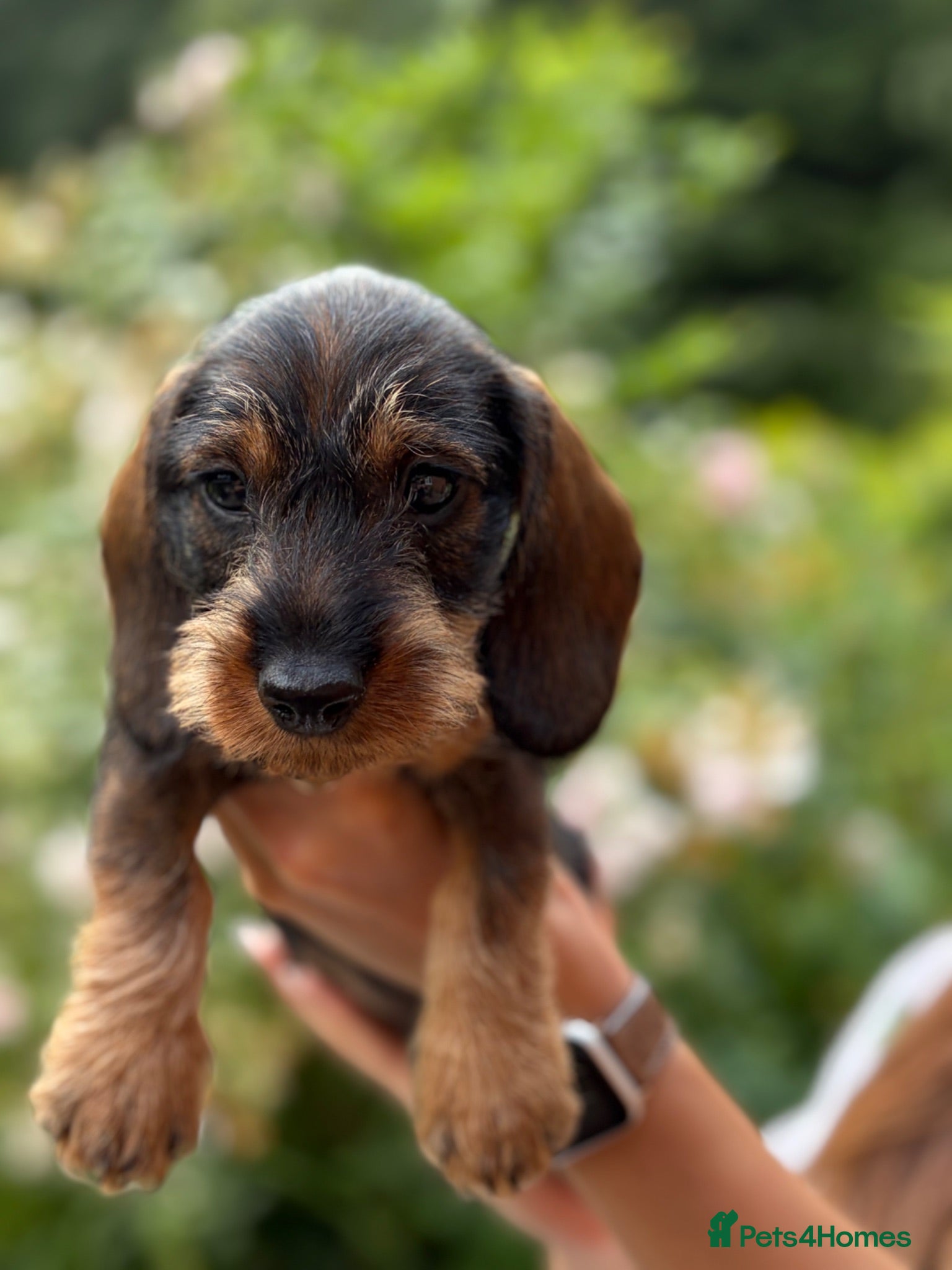 Dachshund dogs Wire haired Dachshund (Teckel) - Advert 12