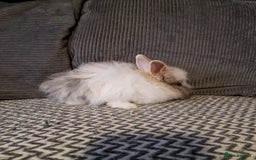 Lionhead rabbits for sale: Lionhead baby rabbits  - Image 16