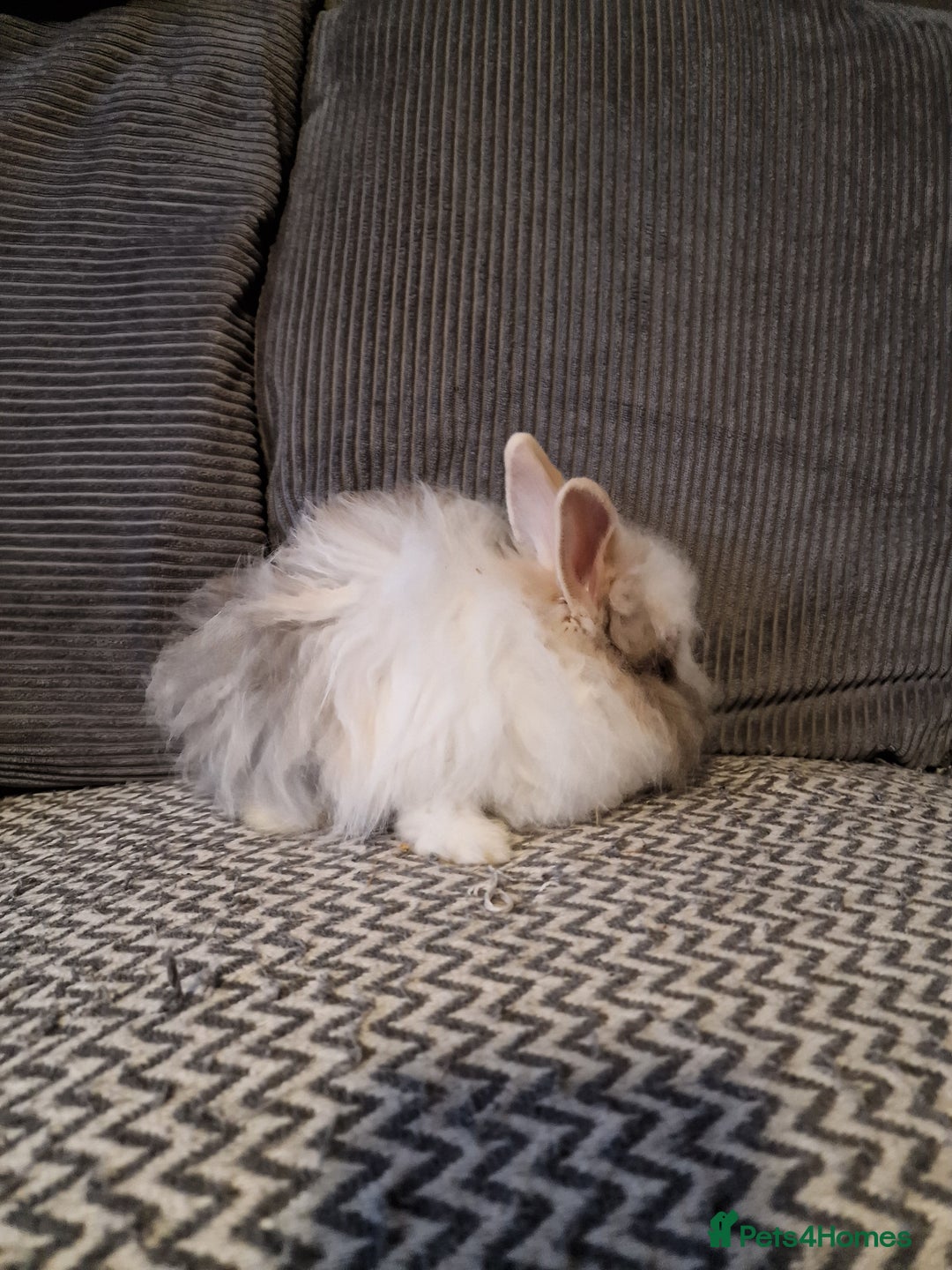 Lionhead rabbits for sale: Lionhead baby rabbits  - Image 16