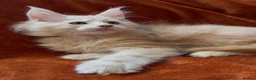 Maine Coon cats for sale: Bear Paw (🐾🐻 polydactyl) Maine Coon kittens TICA - Advert 9