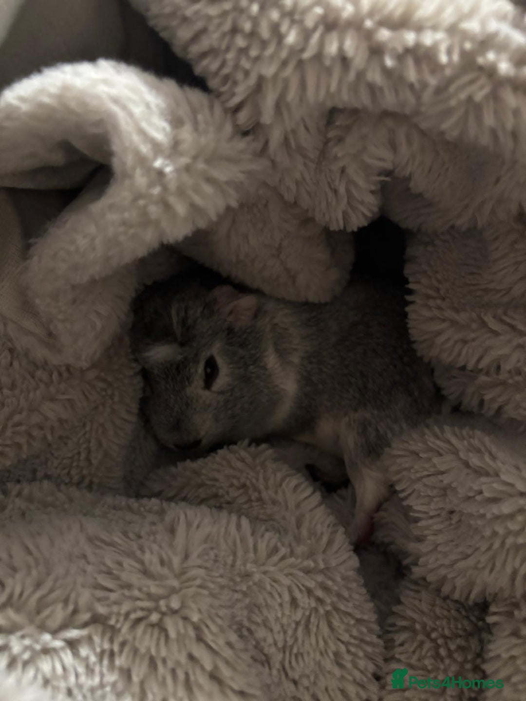 Guinea Pig rodents for sale: Gorgeous young guinea pigs  - Advert 5