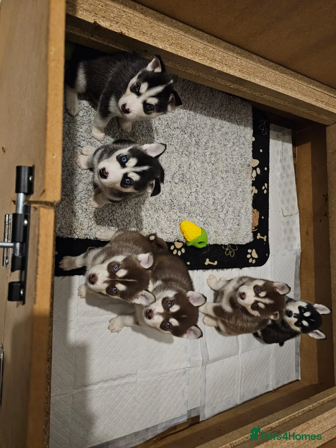 Siberian Husky dogs for sale: Stunning Husky puppies  - Advert 2