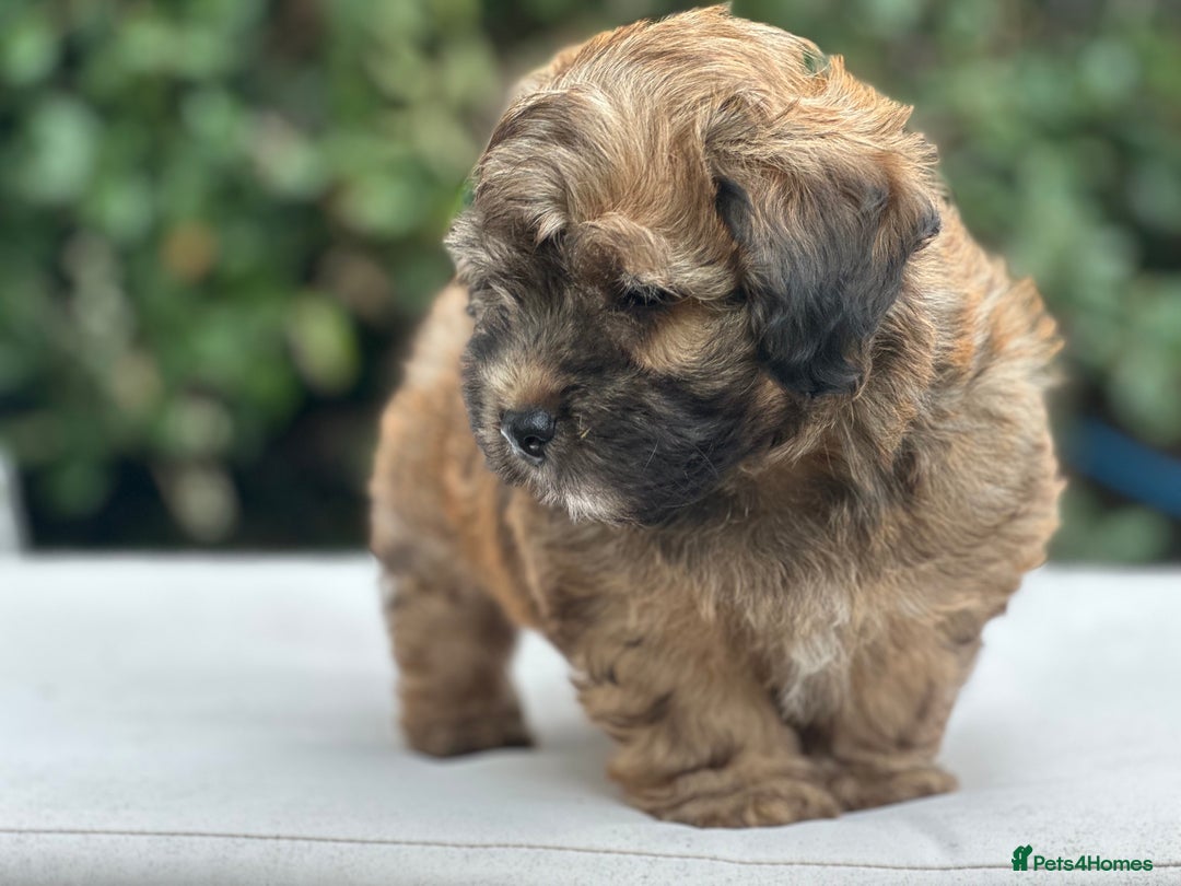 Mixed Breed dogs for sale: Stunning Norfolk terrier x jrt pups ready now - Image 18